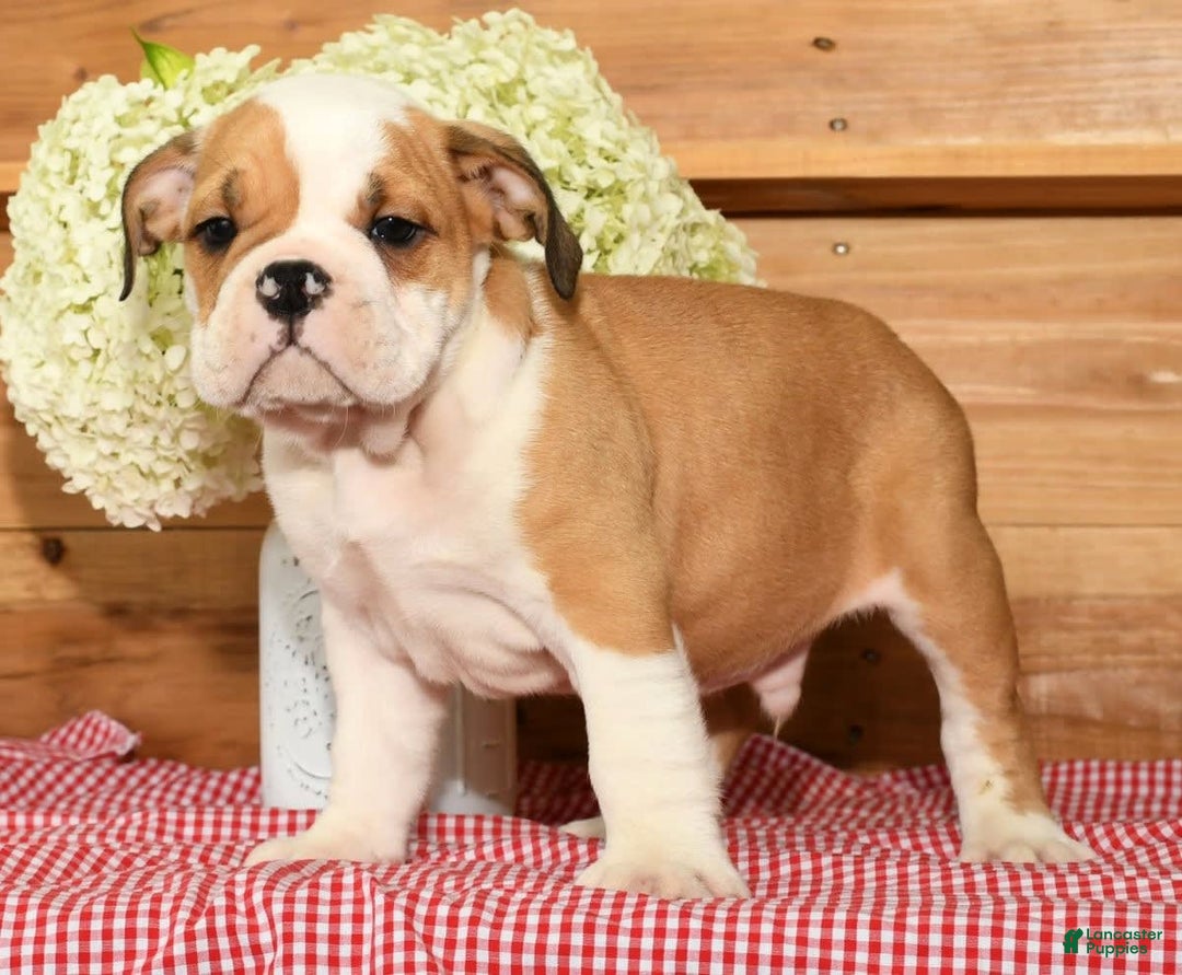 Beabull dogs for sale: Chief - Image 4