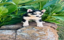 Siberian Husky dogs for sale: Rip - Image 2