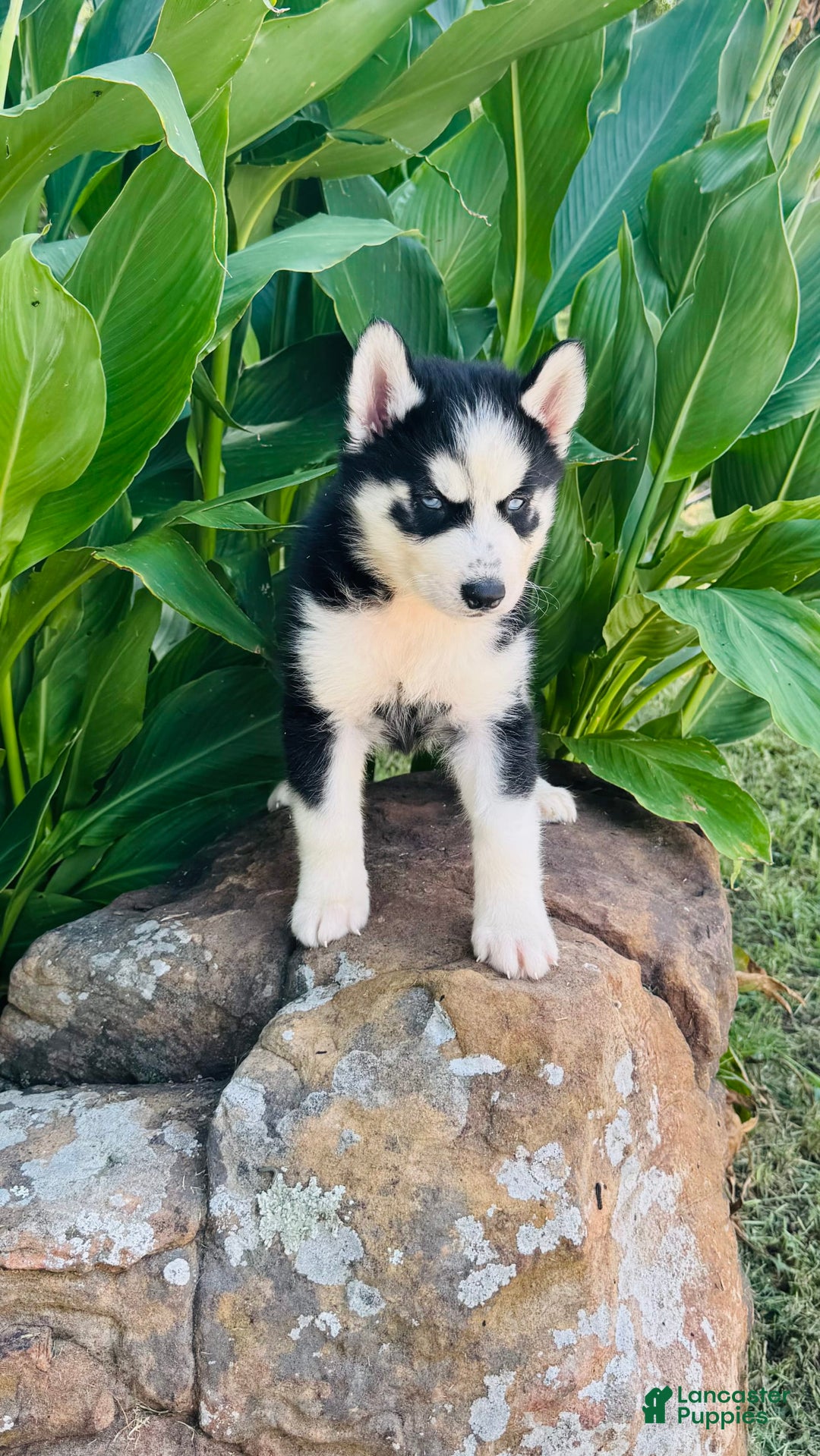 Siberian Husky dogs for sale: Rip - Image 2