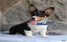 Welsh Corgi Pembroke dogs for sale: Kevin - Image 9