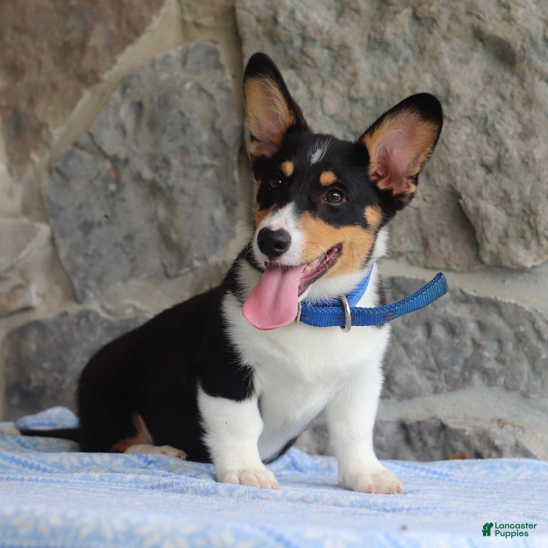 Welsh Corgi Pembroke dogs for sale: Kevin - Image 9