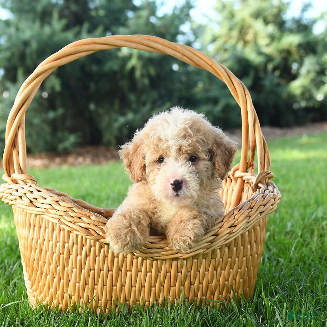 Mini Bernedoodle dogs for sale: Pluto - Image 5
