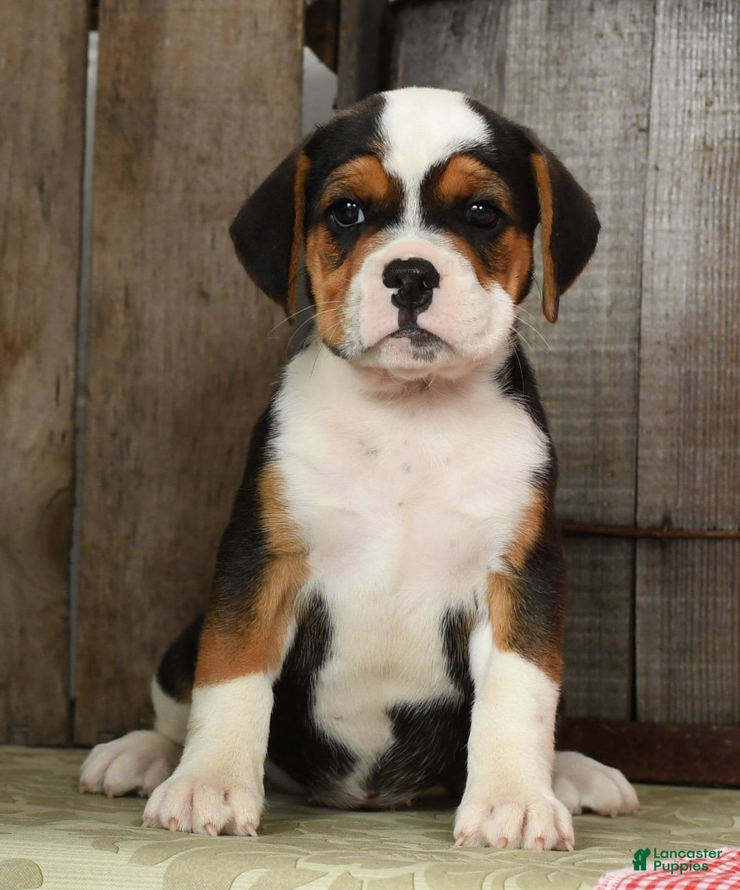 Beabull dogs for sale: Winnie - Image 10