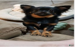 Chihuahua dogs for sale: Amy Rose - Image 5
