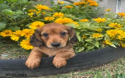 Miniature Dachshund dogs for sale: Nevin - Image 1