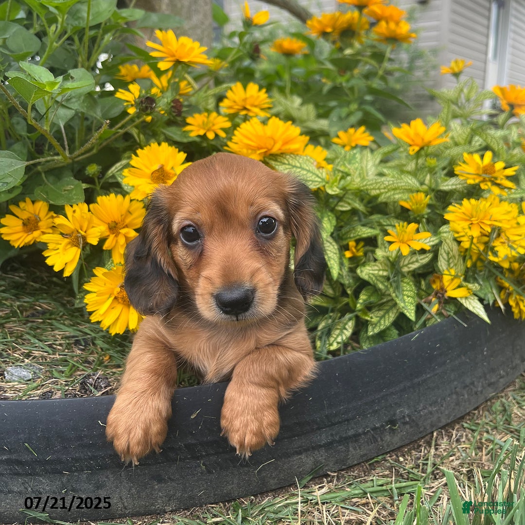 Miniature Dachshund dogs for sale: Nevin - Image 1