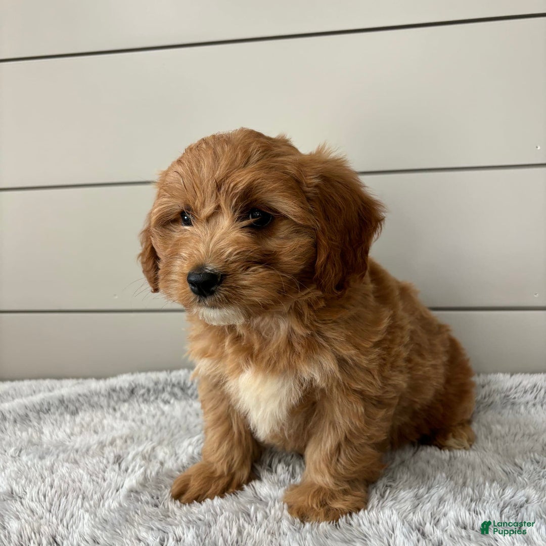  dogs for sale: Mini Goldendoodle 7 puppies - Image 19