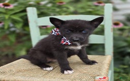Pomsky dogs for sale: Trigger - Image 1