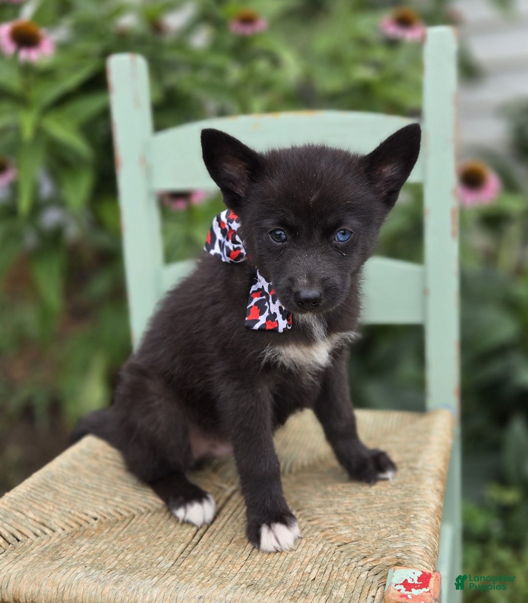 Pomsky dogs for sale: Trigger - Image 1