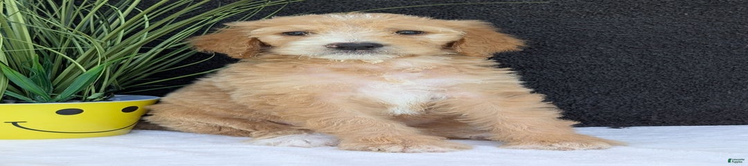 Sadie