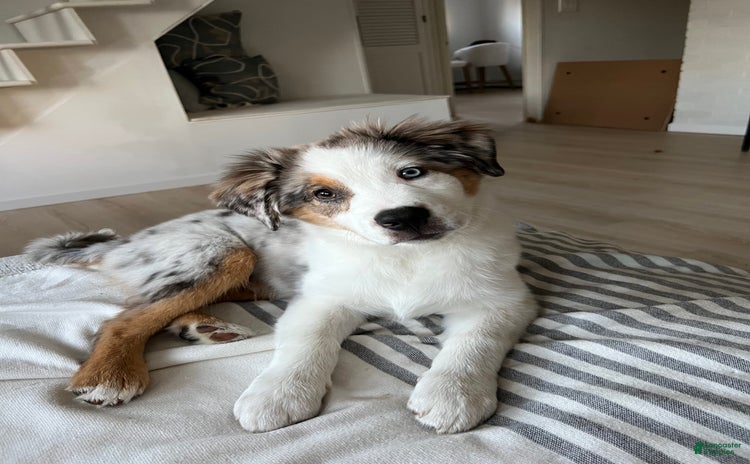 Miniature Australian Shepherd dogs for sale - Ad 1