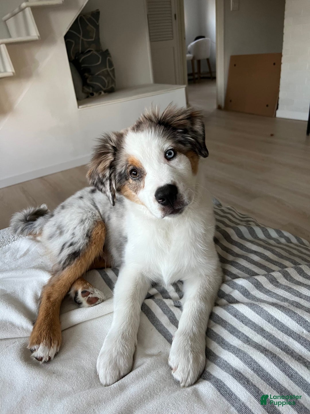 Miniature Australian Shepherd dogs for sale: Truffle - Image 1
