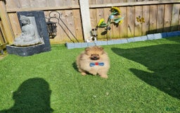 Pomeranian dogs for sale: Kris - Image 1