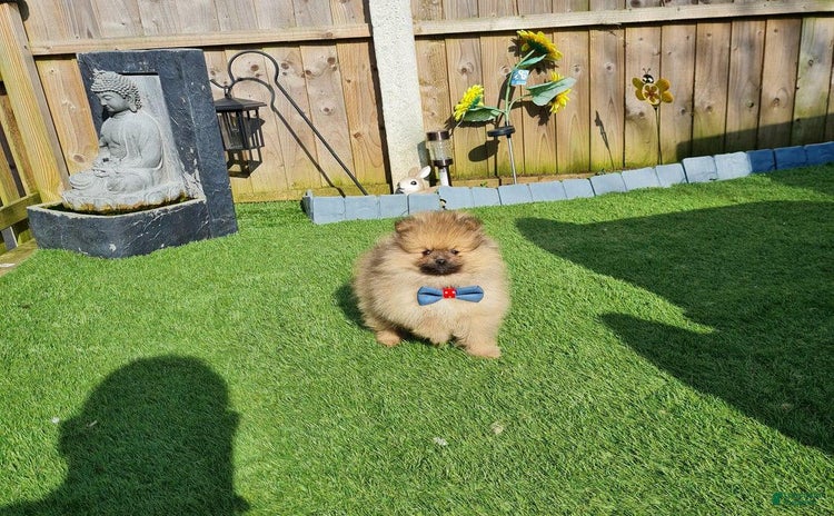 Pomeranian dogs for sale - Ad 1