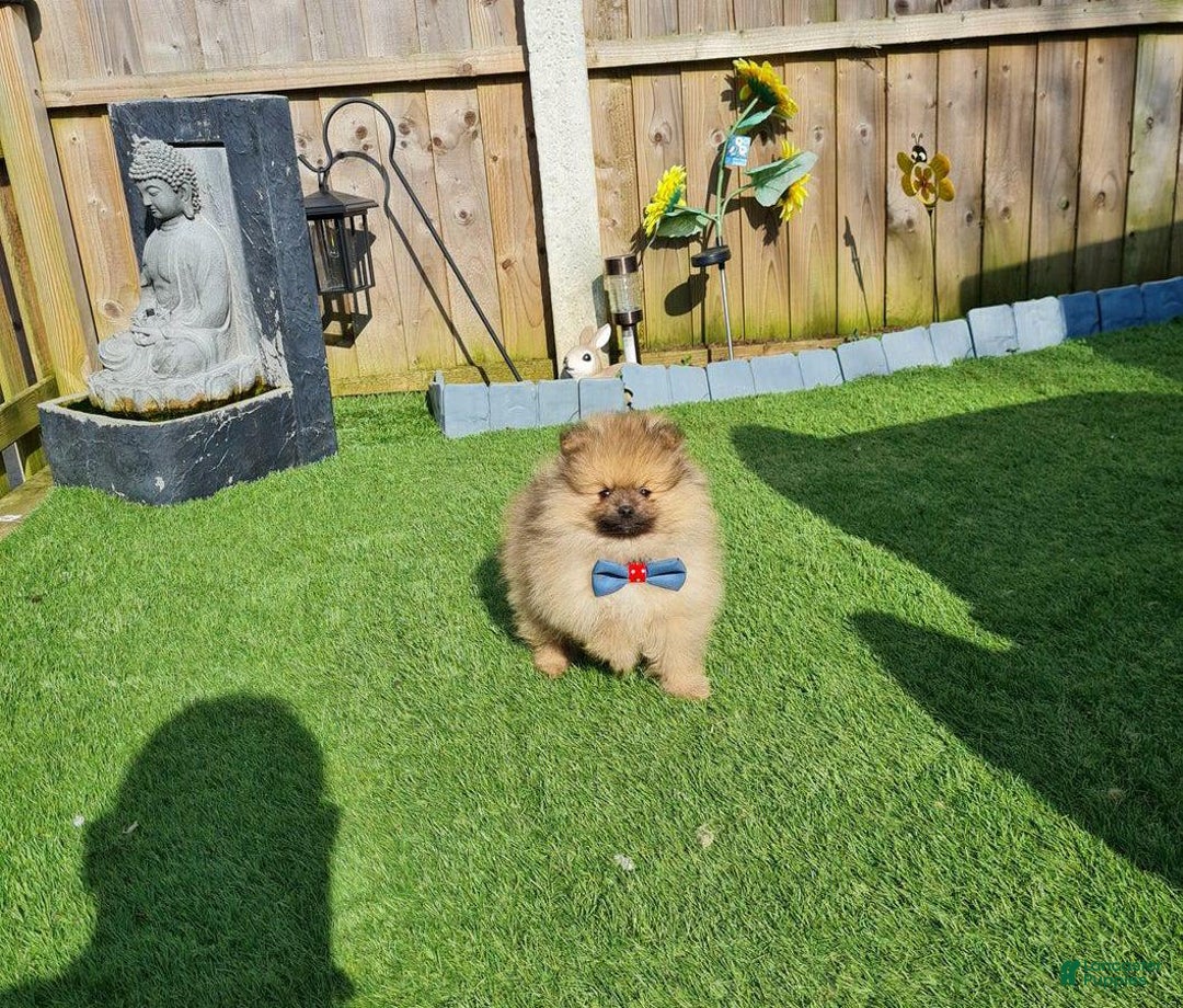 Pomeranian dogs for sale: Kris - Image 1