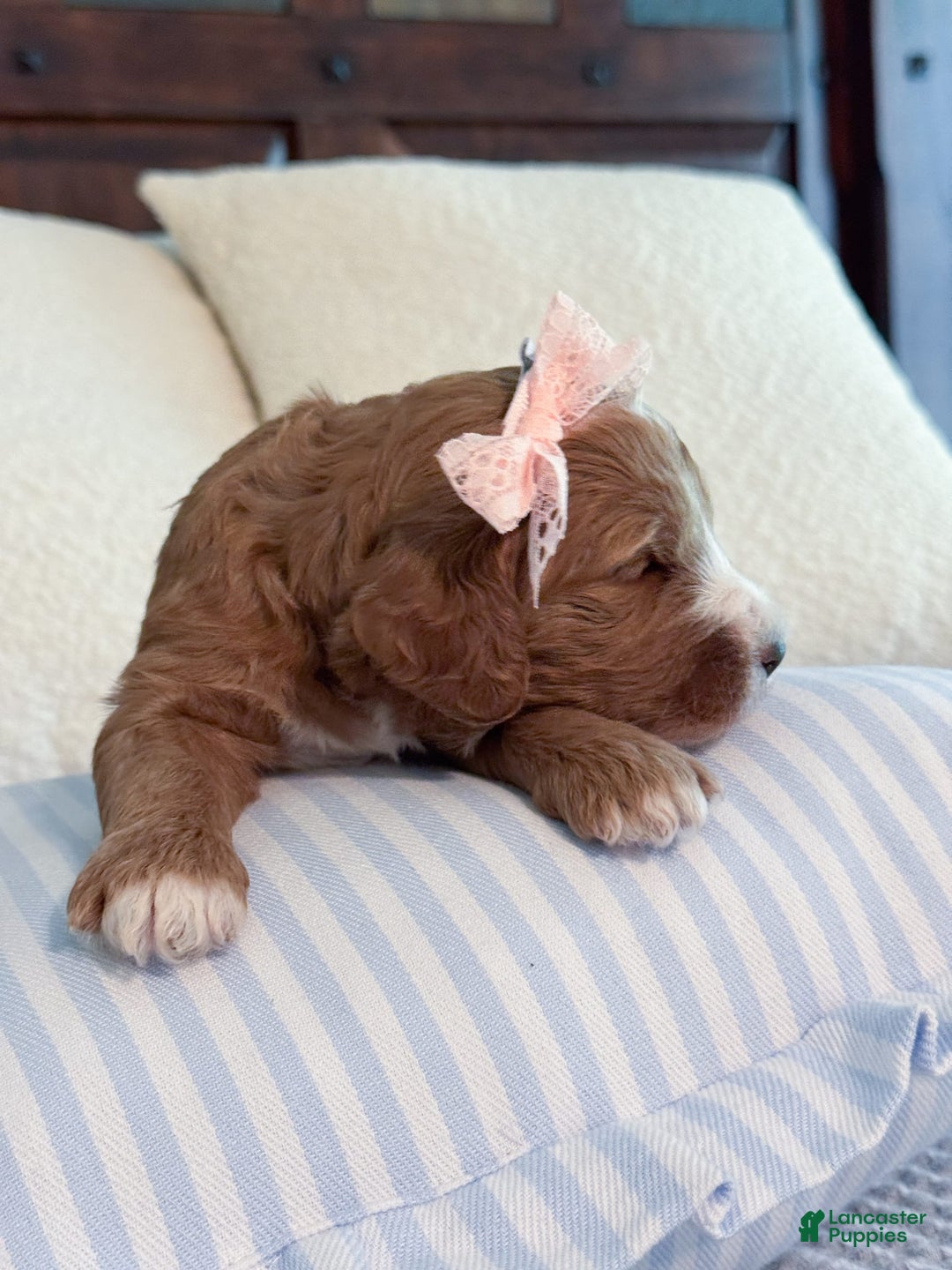 Goldendoodle dogs for sale: Charlotte - Image 21