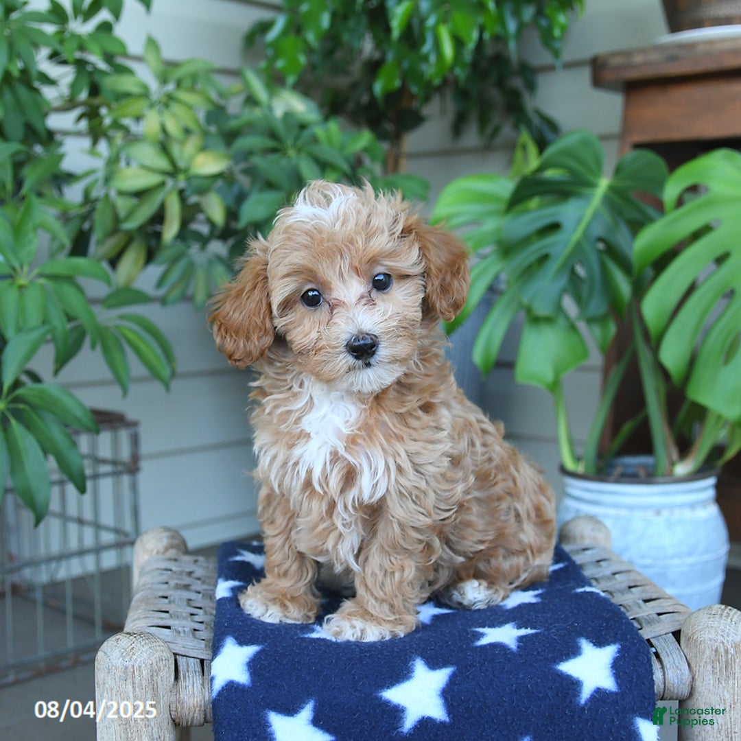 Maltipoo dogs for sale: Maltipoo 5 puppies - Image 23