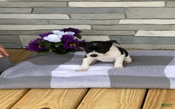 Rat Terrier dogs for sale: Sprinkles - Image 1