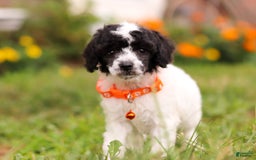 Miniature Poodle dogs for sale: Oreo - Image 8