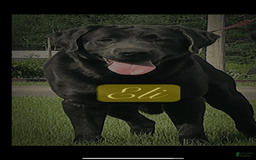Labrador Retriever dogs for sale: Frost - Image 14