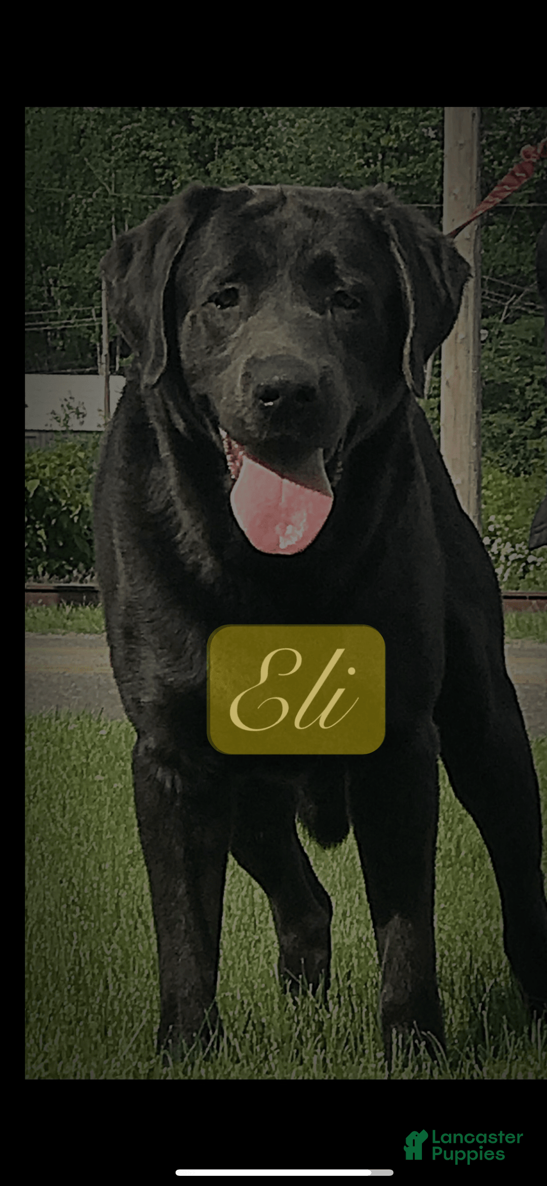 Labrador Retriever dogs for sale: Frost - Image 14