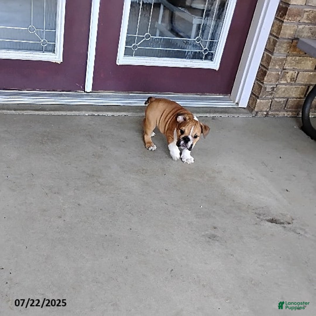 English Bulldog dogs for sale: Reagan - Image 12