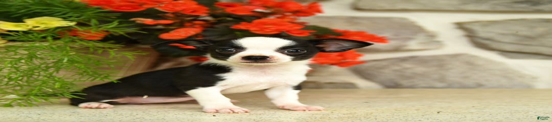 Stella
