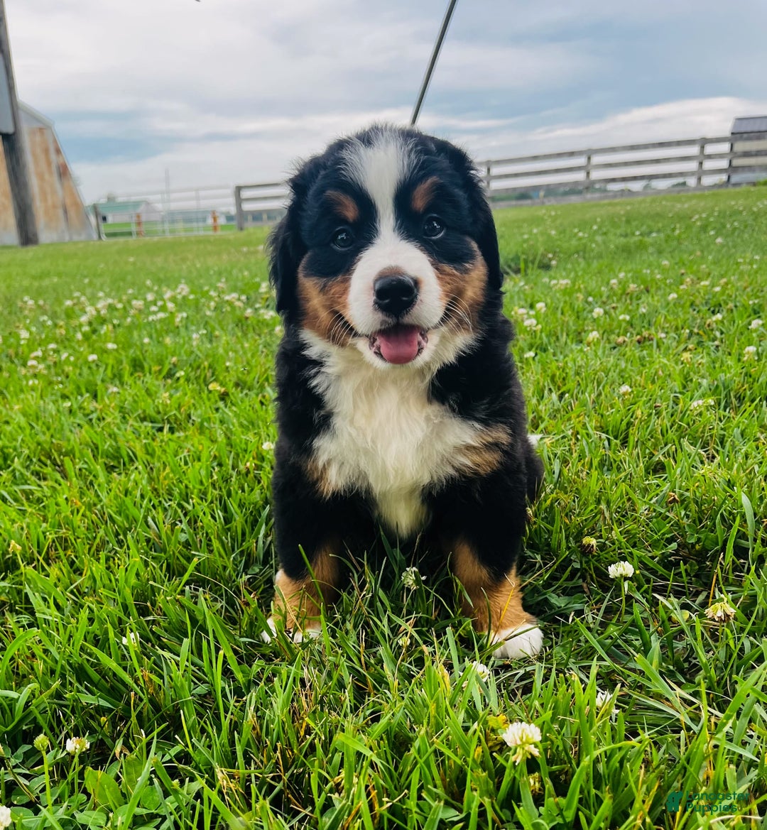 Bernese Mountain Dog dogs for sale: Graciana - Image 7