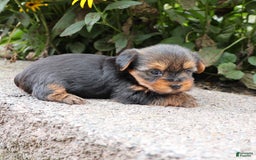 Yorkshire Terrier dogs for sale: Precious - Image 4