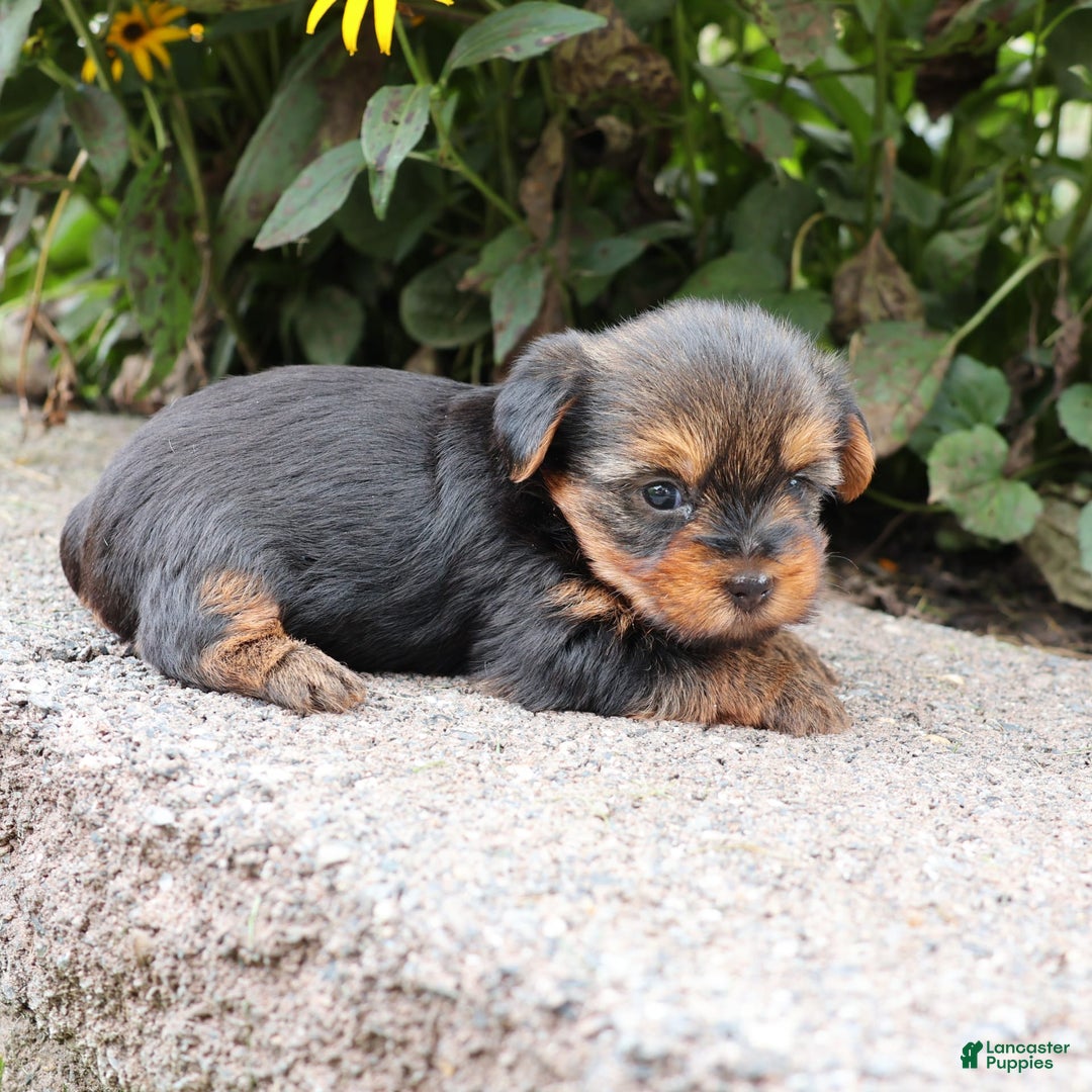 Yorkshire Terrier dogs for sale: Precious - Image 4