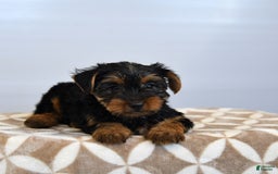 Yorkshire Terrier dogs for sale: Klara - Image 5