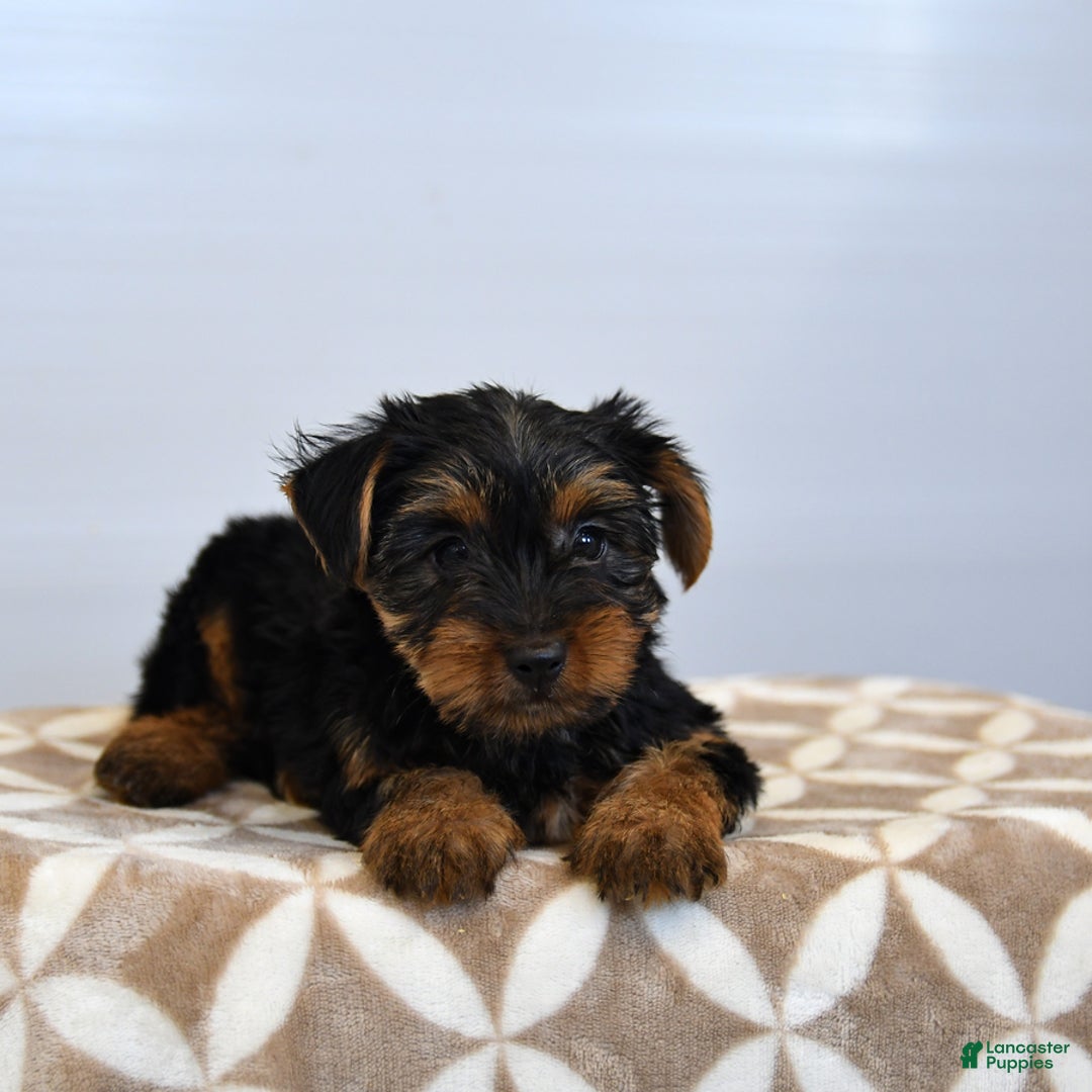 Yorkshire Terrier dogs for sale: Klara - Image 5