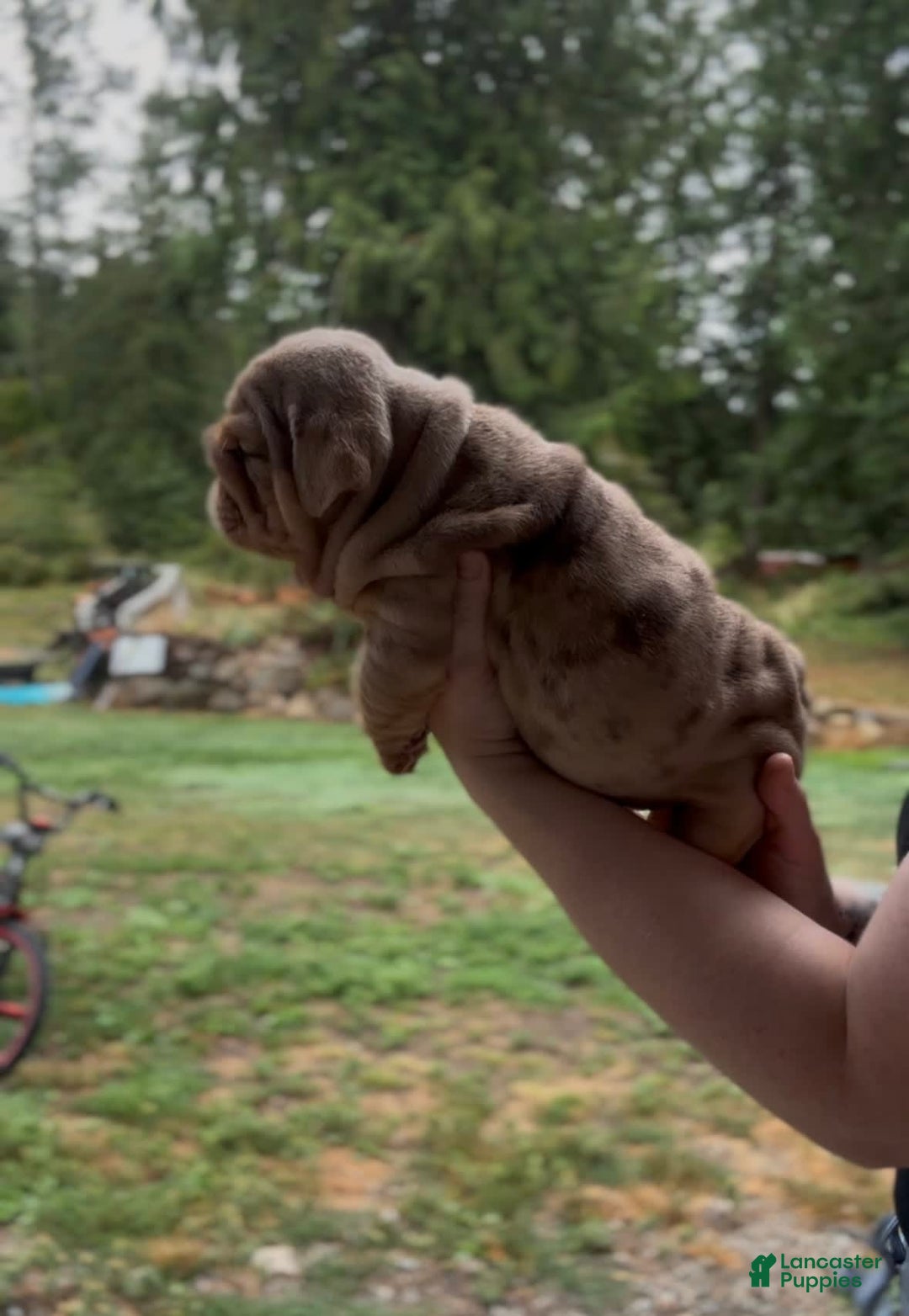 English Bulldog dogs for sale: Girl 1 - Image 2