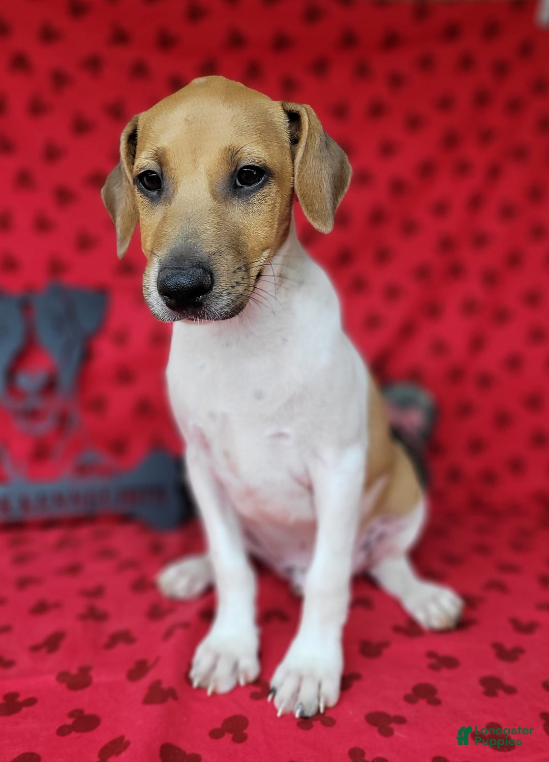 Jack Russell Terrier dogs for sale: Jack Russell Terrier Pike - Image 13