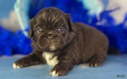 Pekingese dogs for sale: Akc Chocolate Truffle Dna Ofa - Image 9