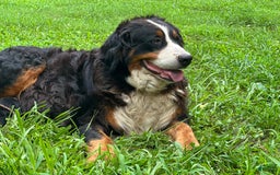 Bernese Mountain Dog dogs for sale: Mia - Image 5