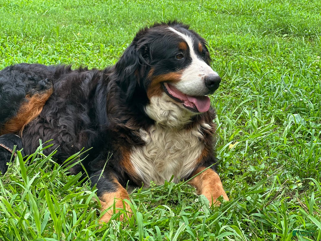 Bernese Mountain Dog dogs for sale: Mia - Image 5