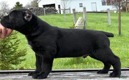 Cane Corso dogs for sale: Rocco - Image 2