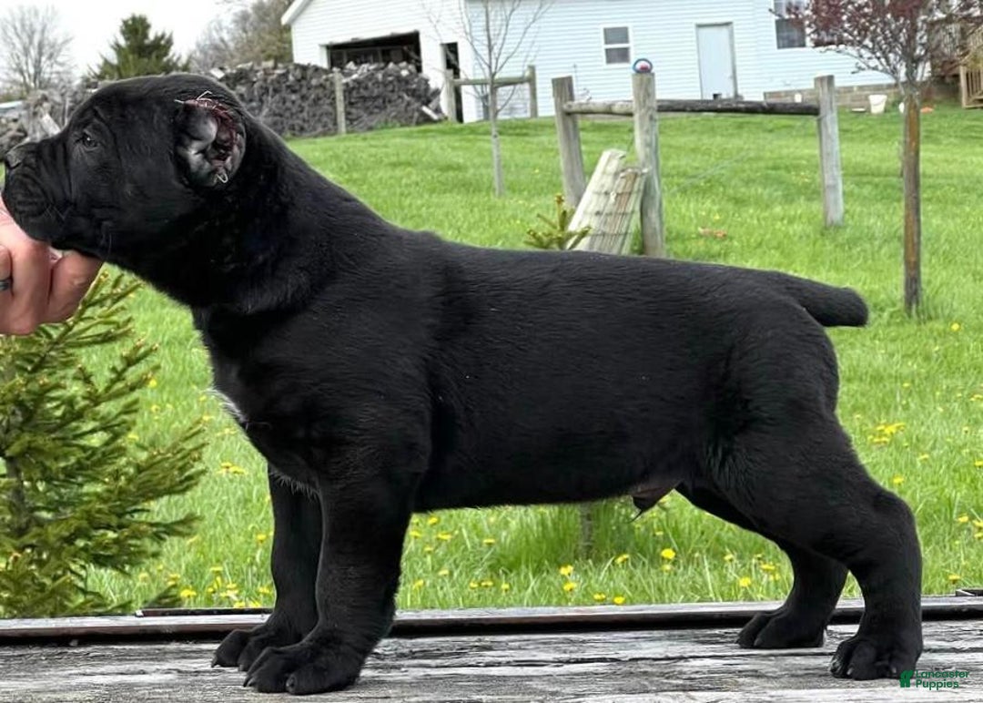 Cane Corso dogs for sale: Rocco - Image 2
