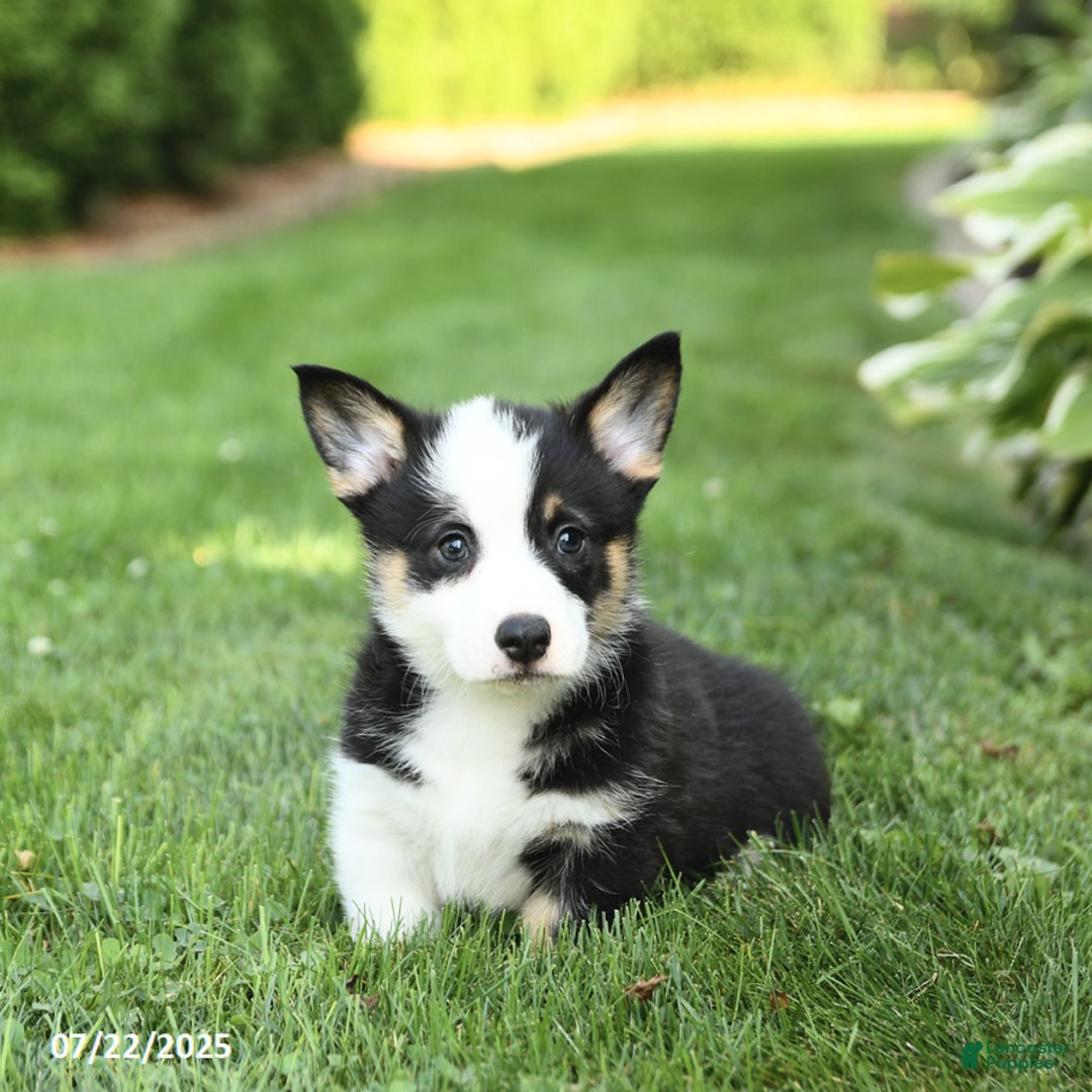 Welsh Corgi Pembroke dogs for sale: Freddie - Image 3