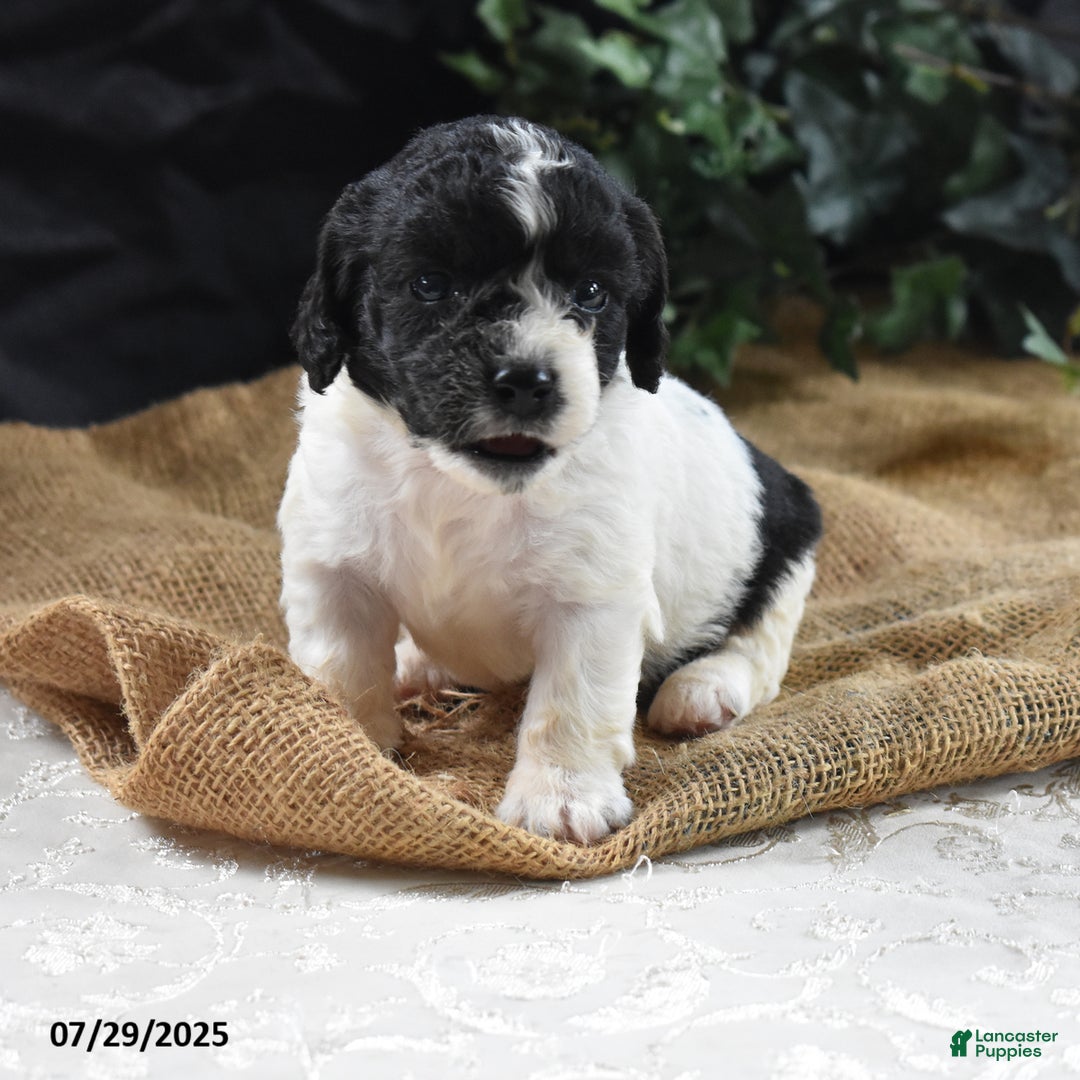 Cavapoo dogs for sale: Adrian - Image 4