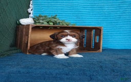 Havanese dogs for sale: Lilly - Image 1
