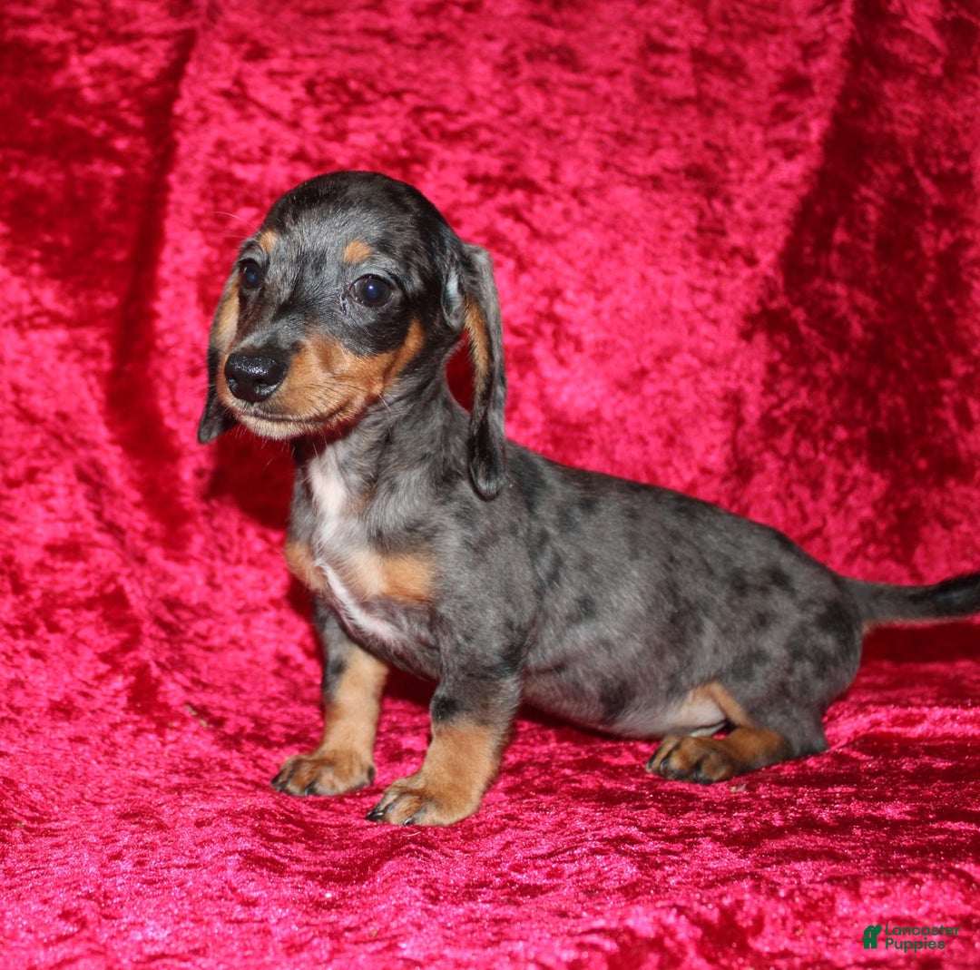 Miniature Dachshund dogs for sale: Teddy Mini - Image 5