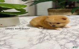 Pomeranian dogs for sale: Twins - Image 1
