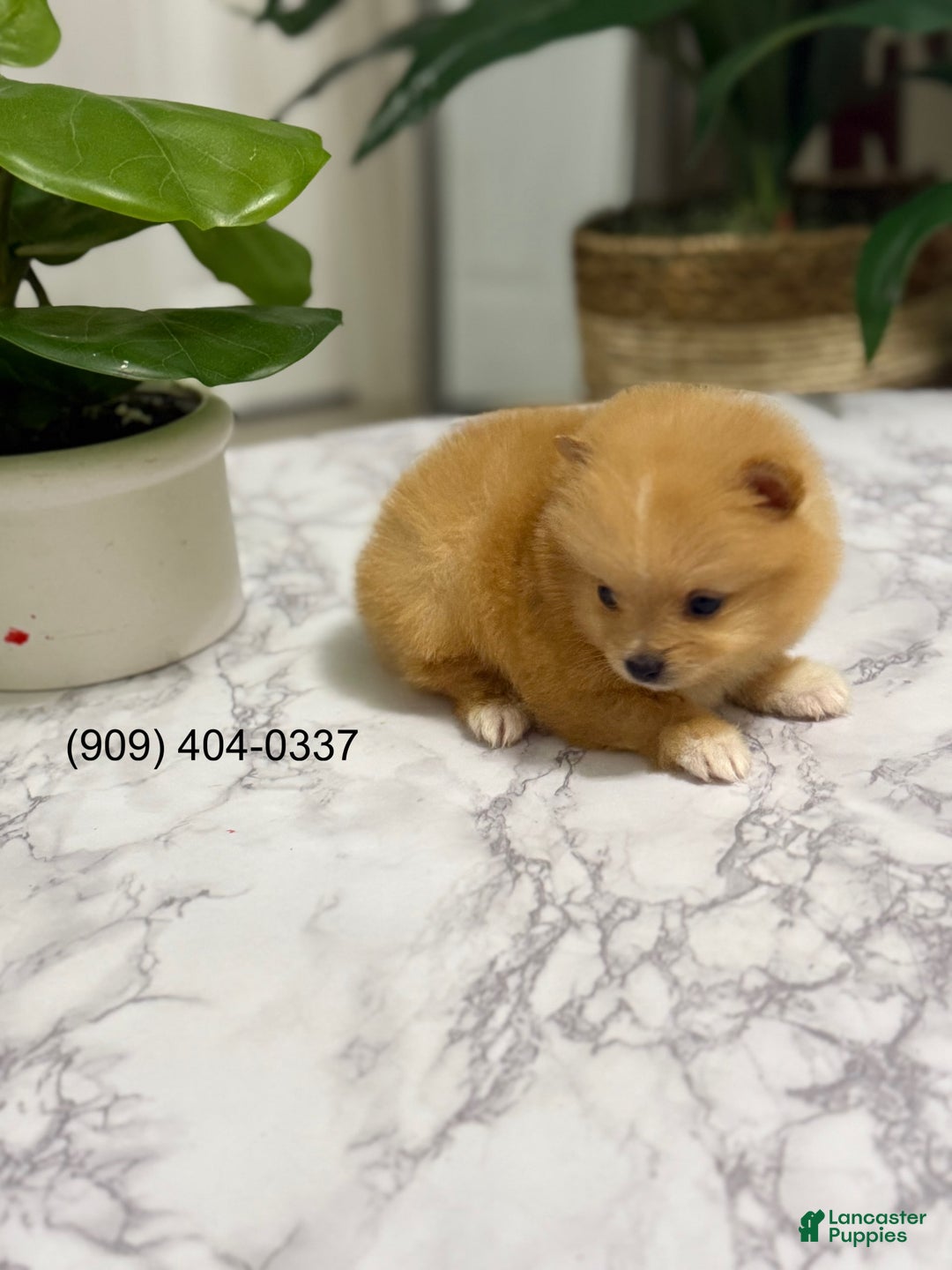 Pomeranian dogs for sale: Twins - Image 1