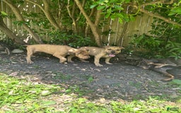 American Bully dogs for sale: Enzo - Image 12