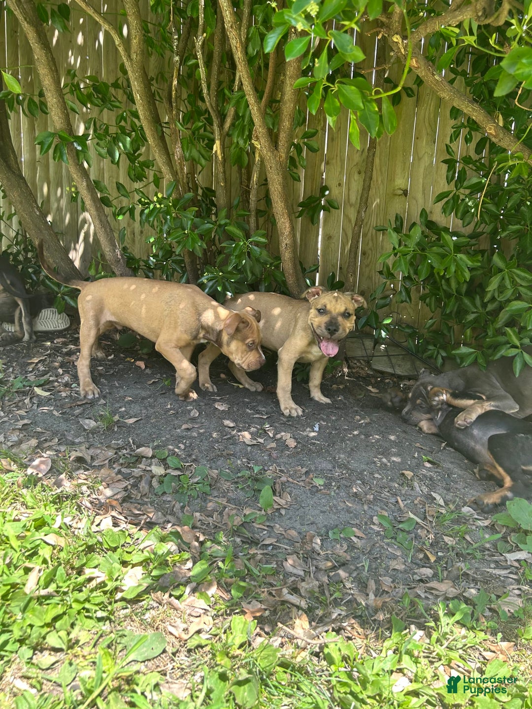 American Bully dogs for sale: Enzo - Image 12