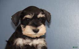 Miniature Schnauzer dogs for sale: Aaron - Image 1