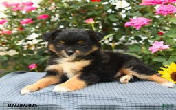 Smooth Fox Terrier dogs for sale: Oreo - Image 5