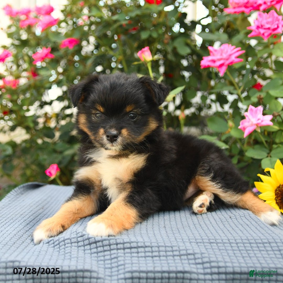 Smooth Fox Terrier dogs for sale: Oreo - Image 5